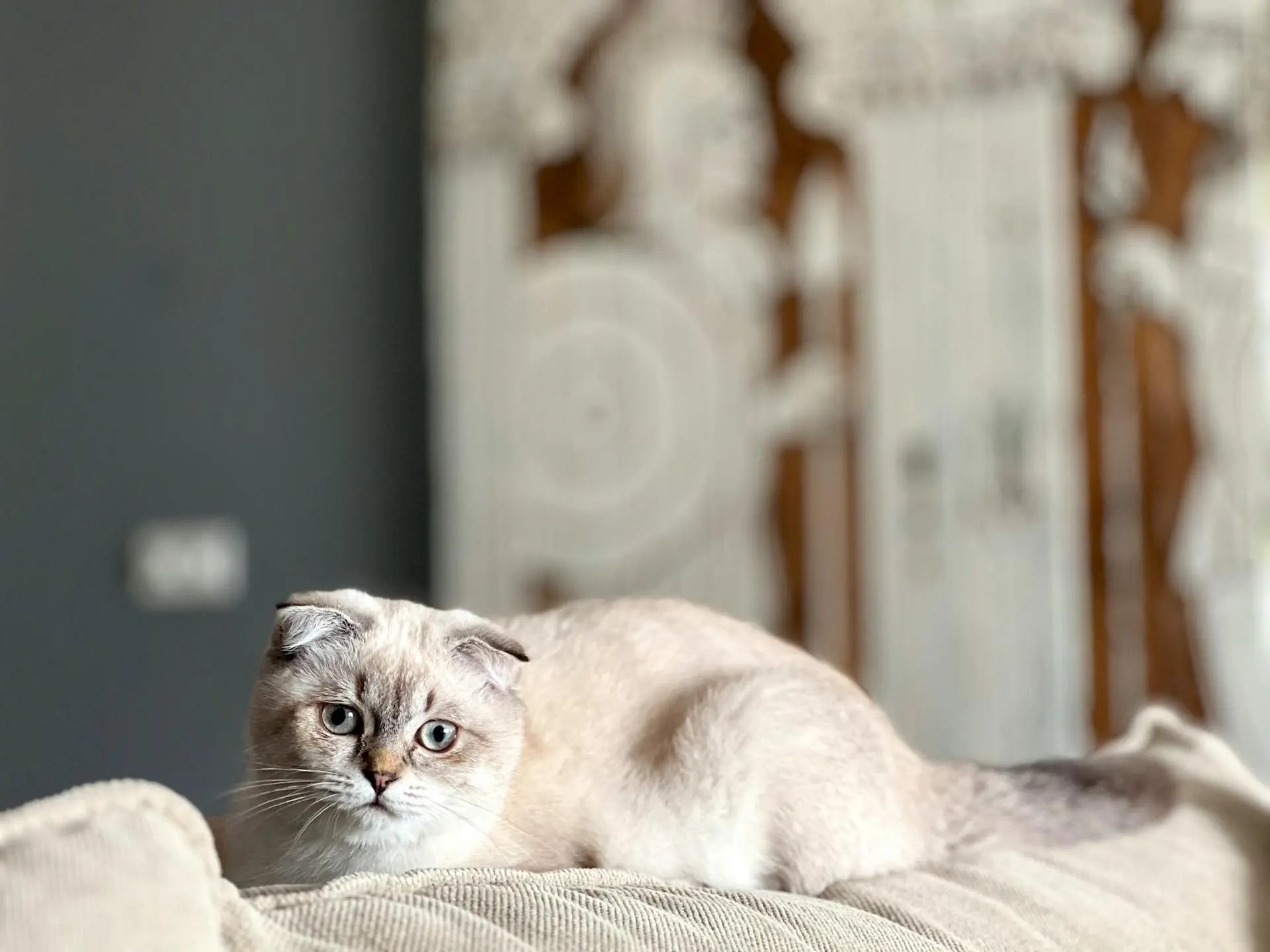 rugpijn bij katten|rugpijn bij katten