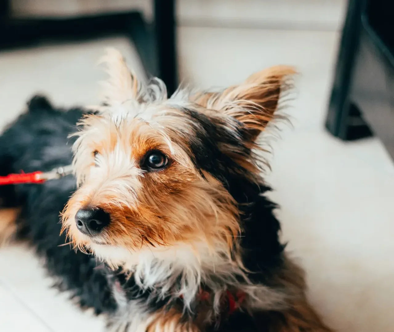 hond met kniepijn
