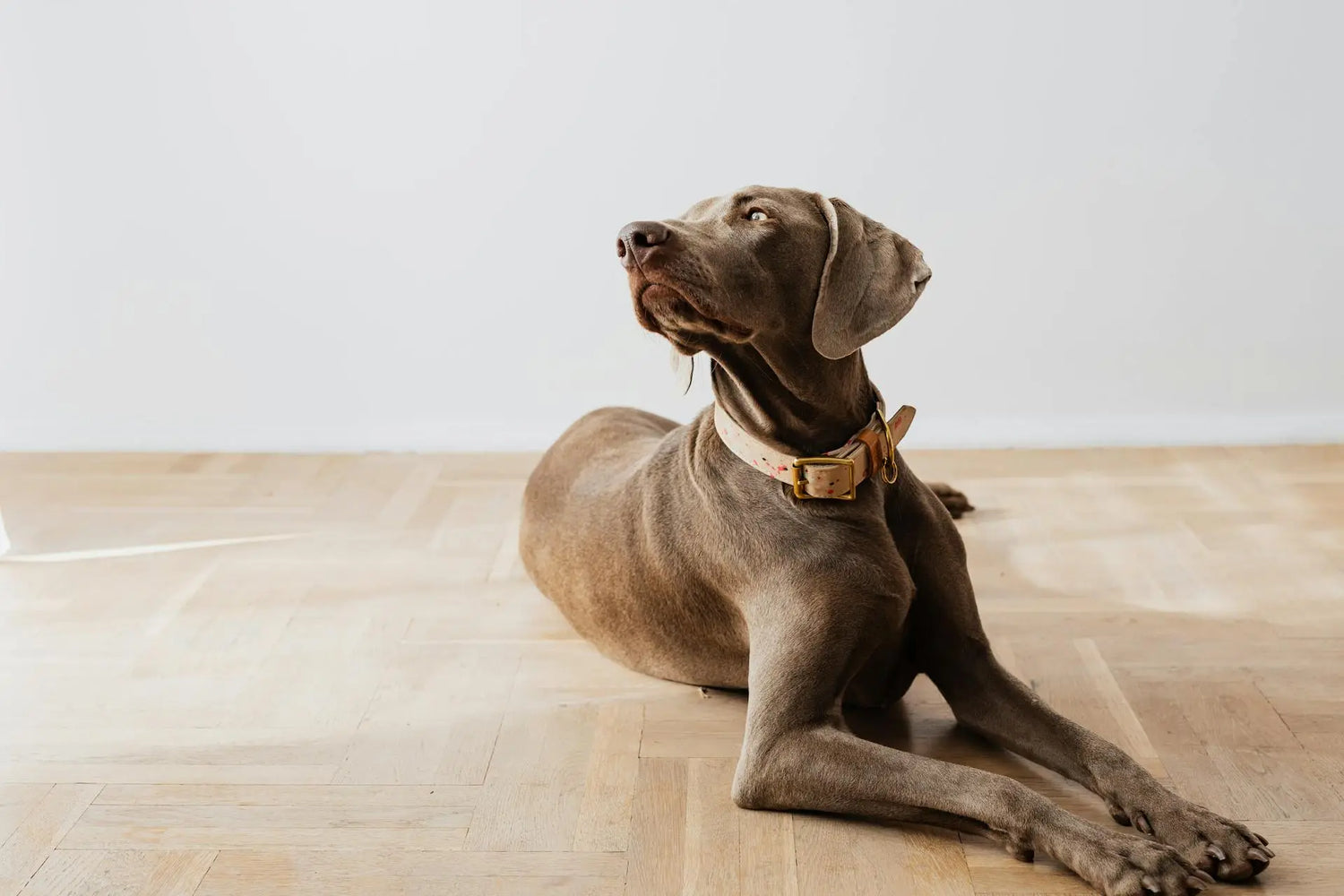 elleboogdysplasie hond rood licht therapie